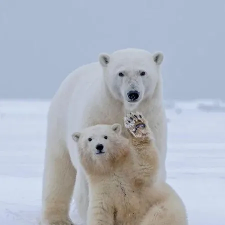 Karakorum Lokum Borowska Apartmán *
