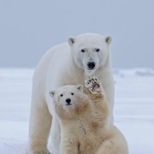 Karakorum Lokum Borowska Apartmán *